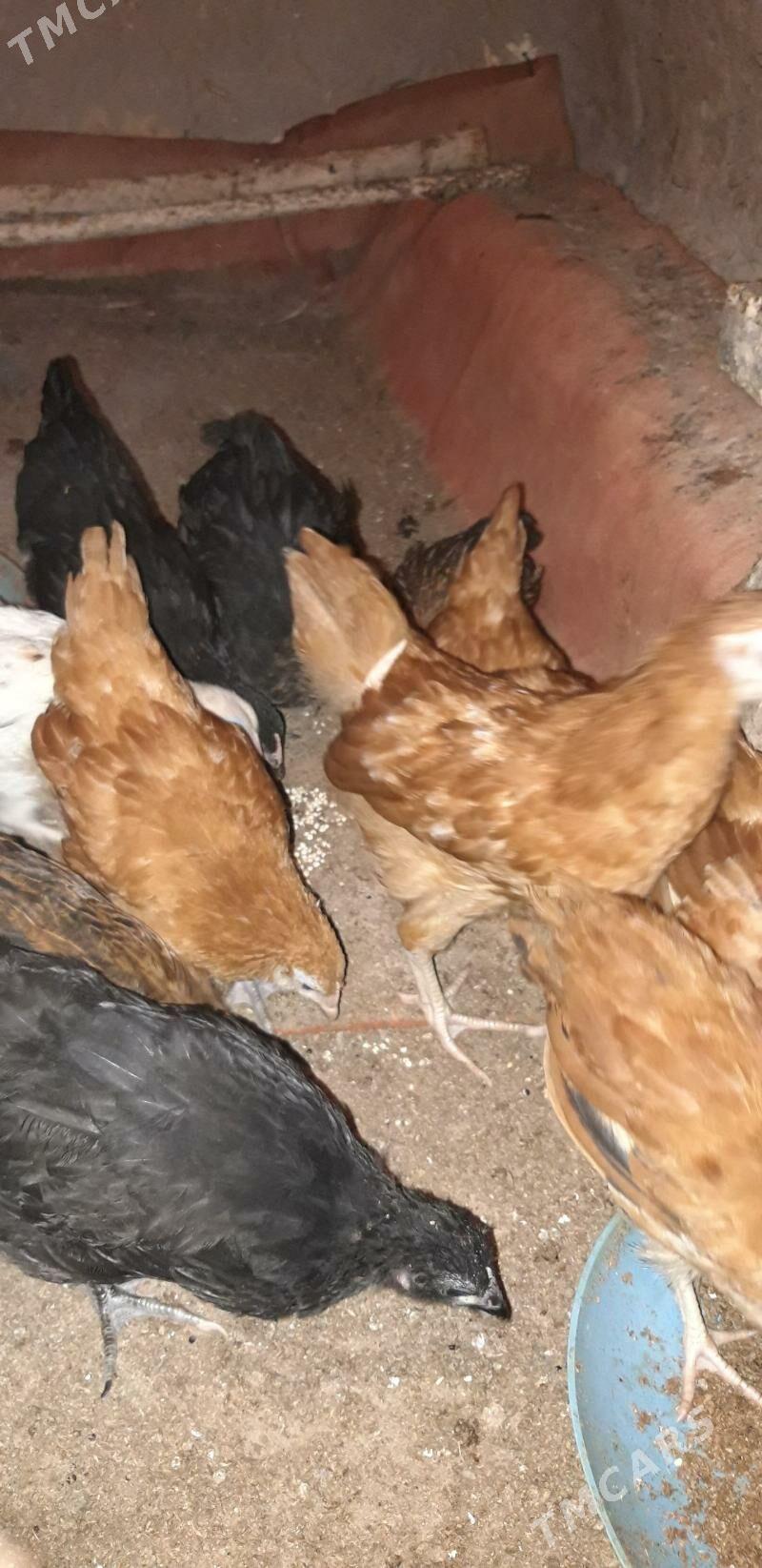 jüýje - Губадаг - img 1