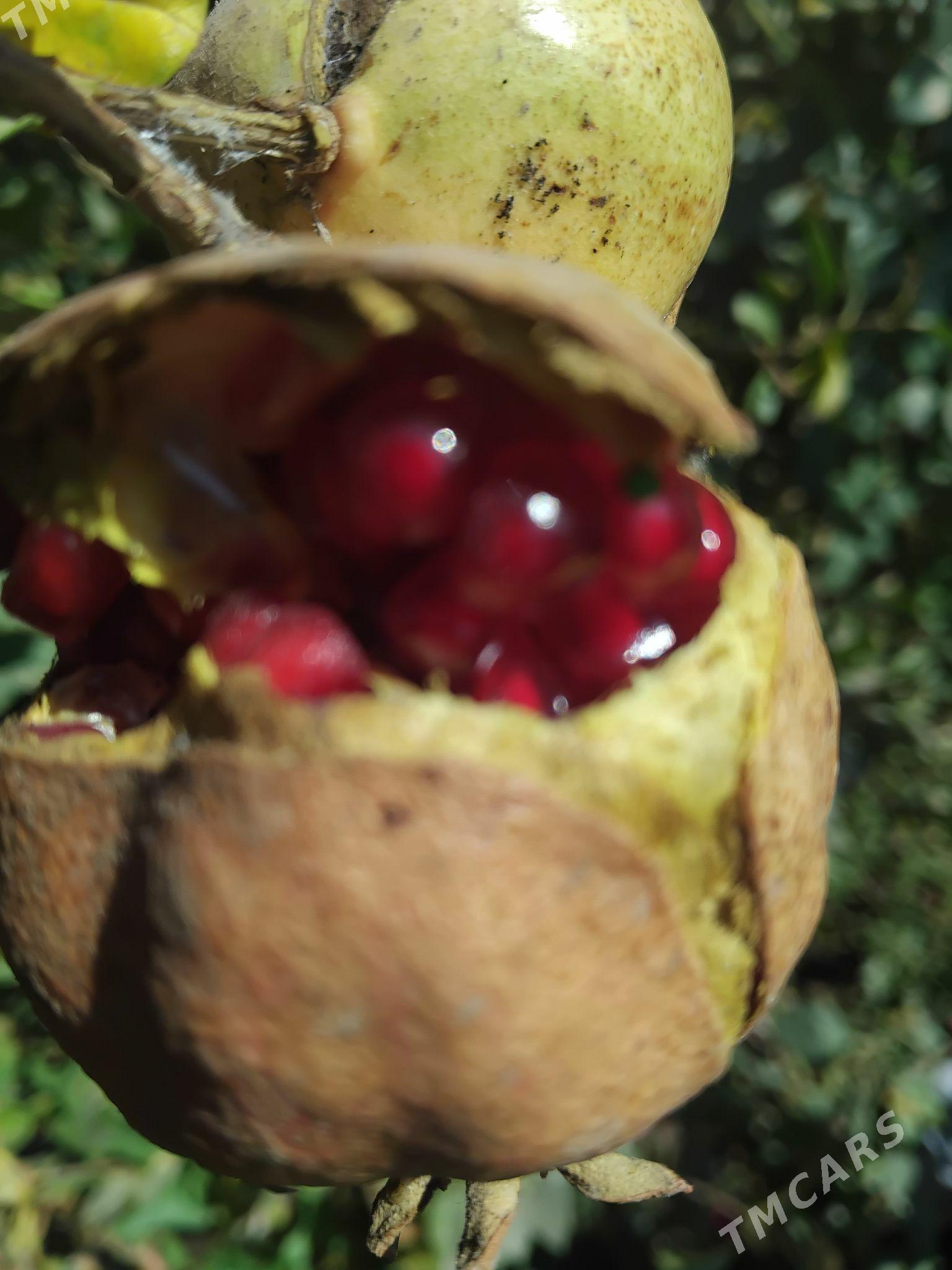 nar we uzum - Çärjew - img 1