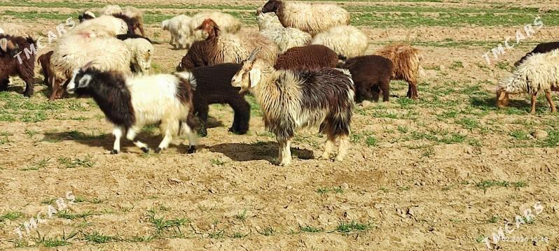 geçi - Сакарчага - img 1