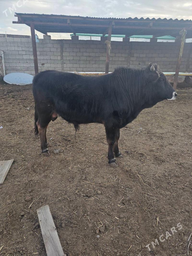 okuz - Garadamak - img 1