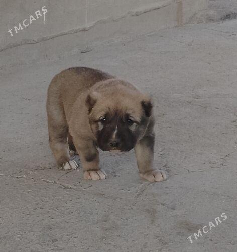 alawaŷ - Aşgabat - img 1