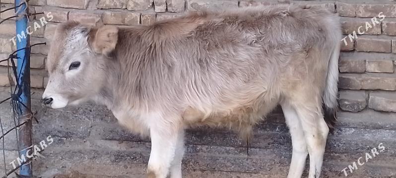 okuz - Бахарден - img 1