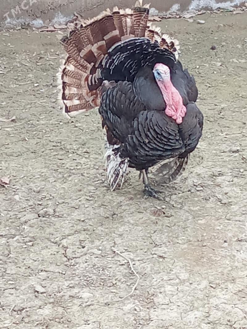 induk - Яшлык - img 1