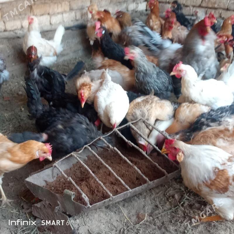 towuk - Garagum etraby - img 1