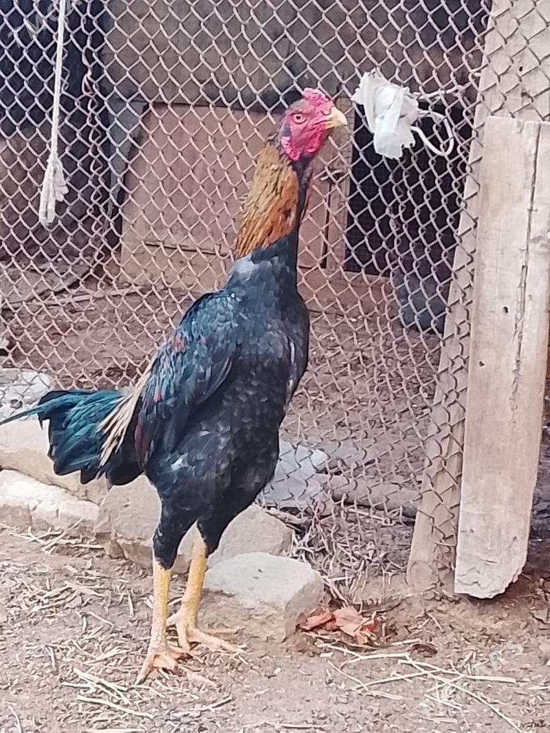 Baŷes horoz. - Baýramaly - img 1