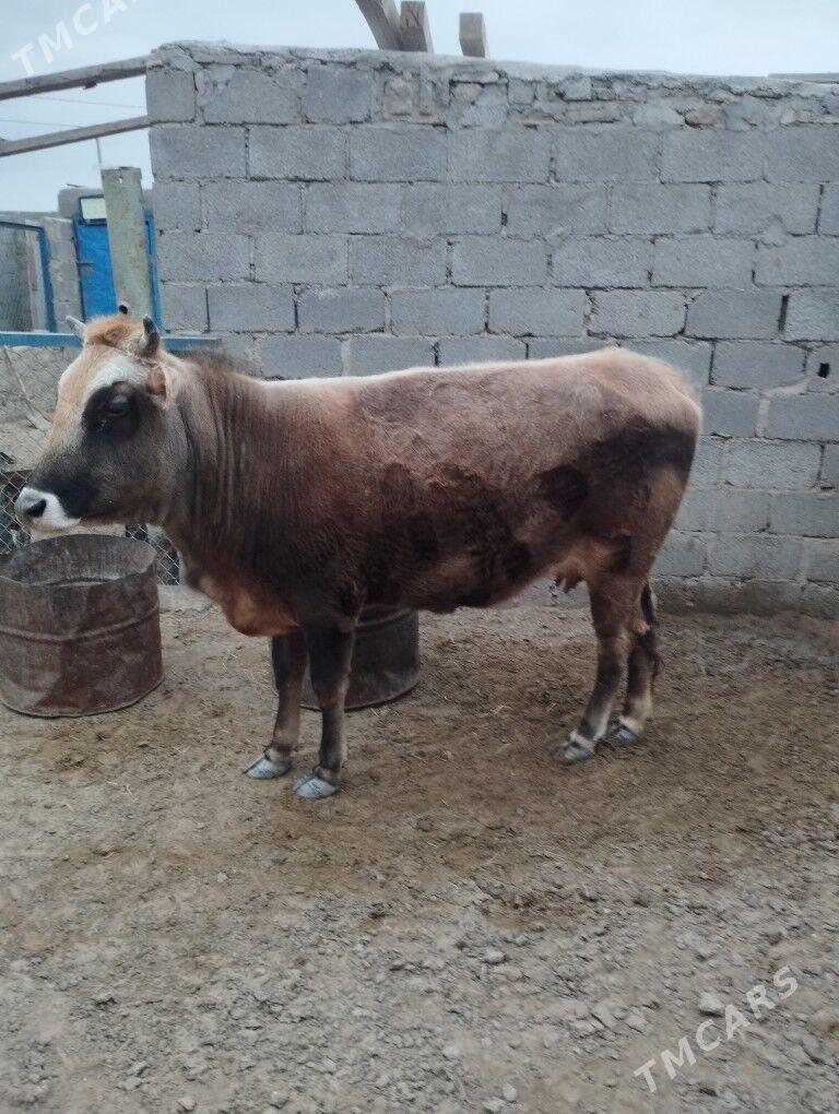 sygyr - Gumdag - img 1