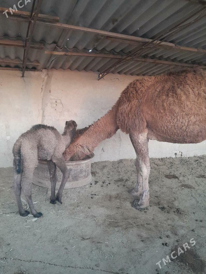 köşöklü düyö - Сакарчага - img 1