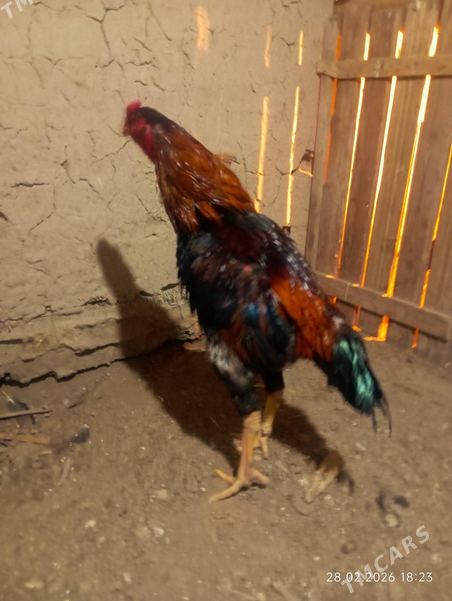 HORAZ - Мургап - img 1