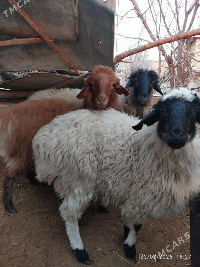 Arassa goyunlar - Мары - img 1