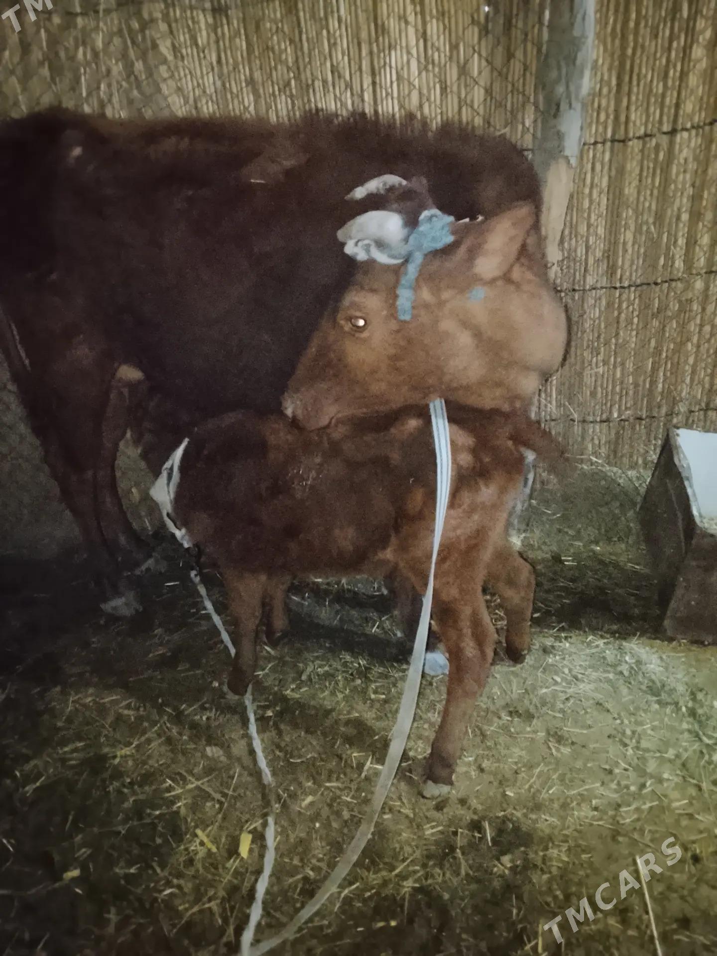 Göleli sygyr - Сакарчага - img 1