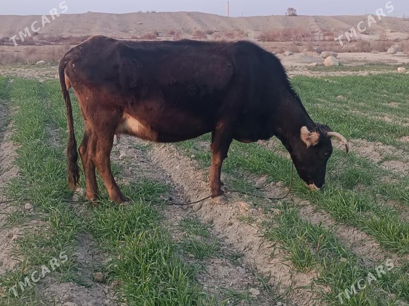 Agyr bogaz sygyr - Бахарден - img 1