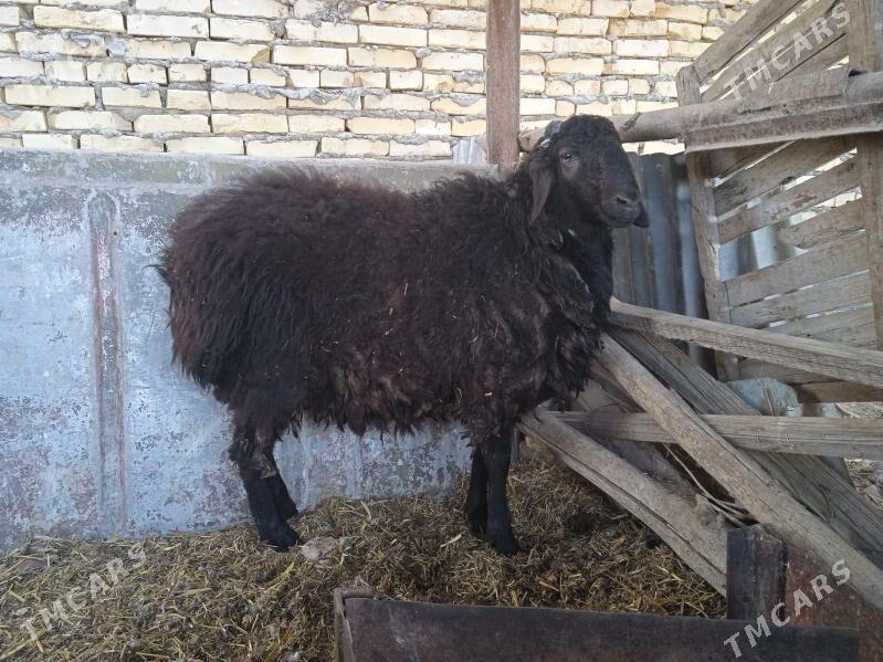 koçkar - Çärjew - img 1