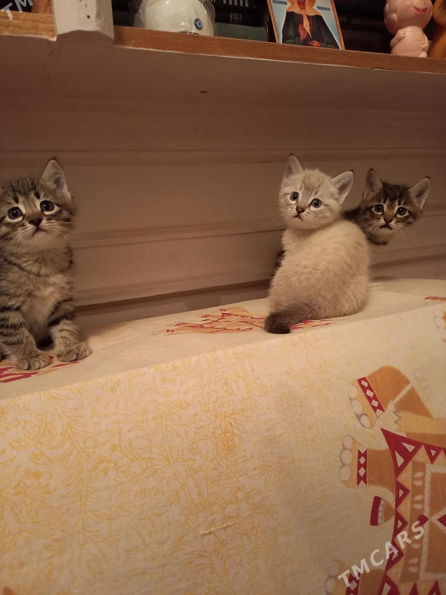 отдам котят - Ашхабад - img 1