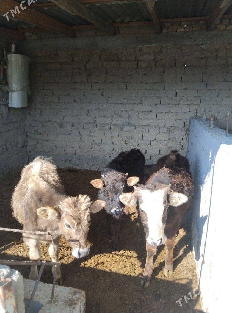 okuz - Бахарден - img 1