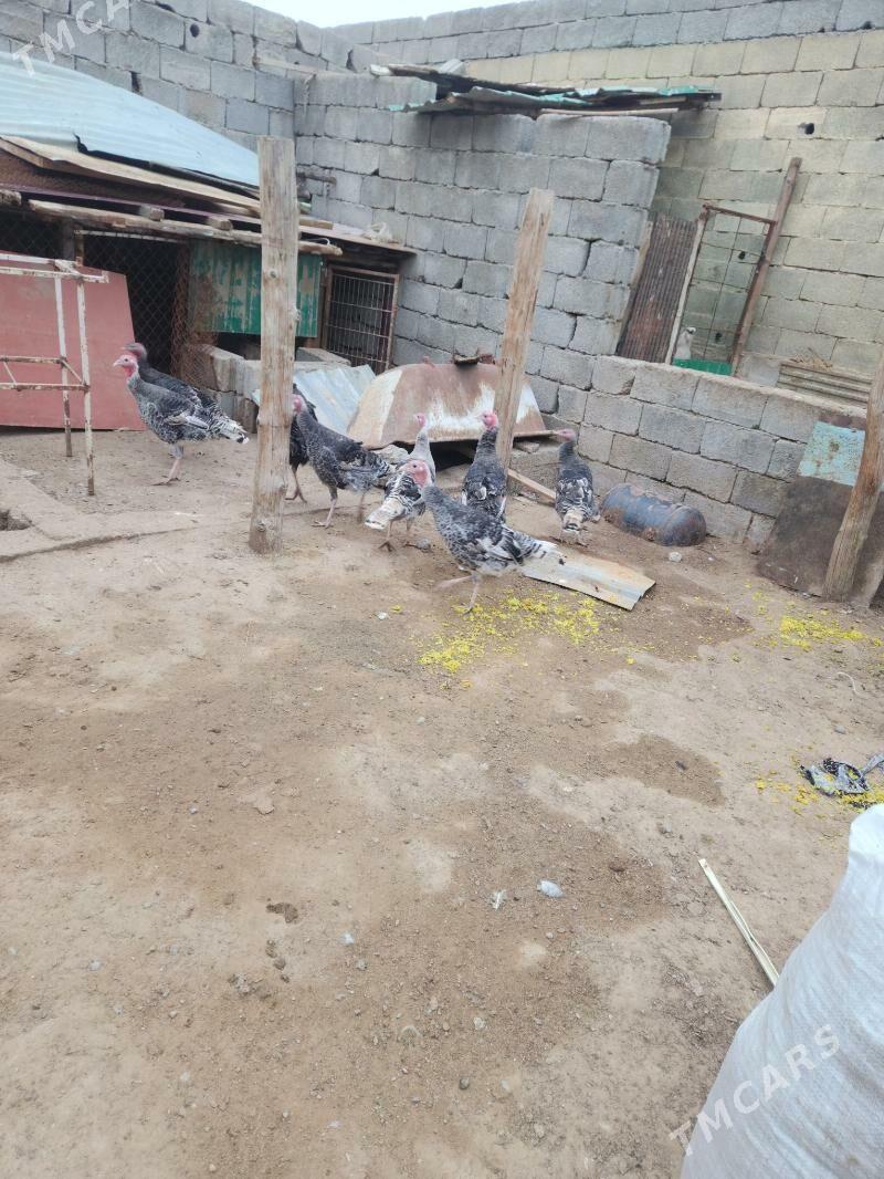 induk - Çoganly - img 1