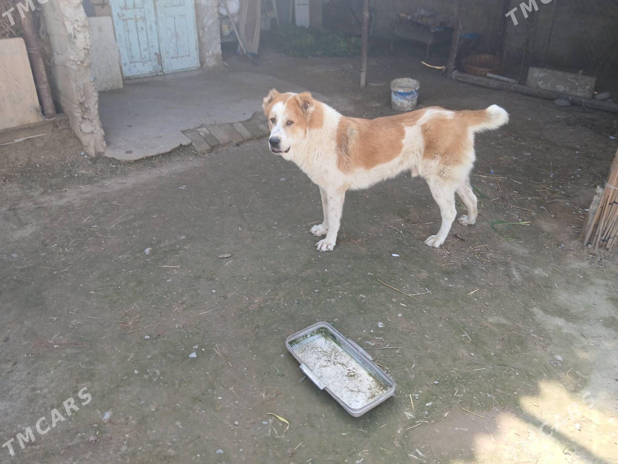 тукмен. ит. 11. айлык. тохум. - Ak bugdaý etraby - img 1