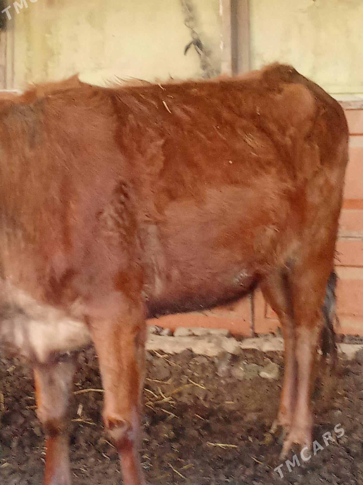 Sygyrlar - Чарджоу - img 1