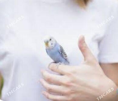 Gus +setklar imler - Ашхабад - img 1