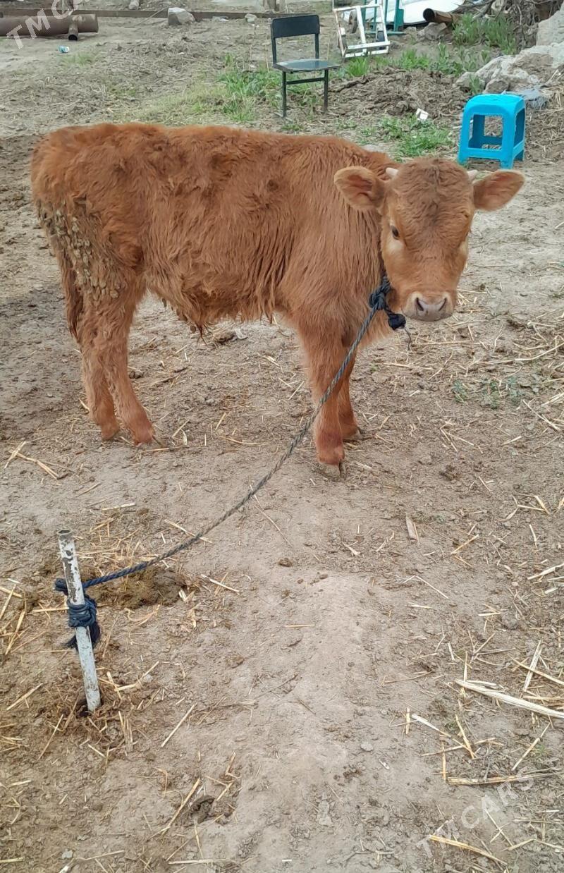 ÖKÜZ - Aşgabat - img 1