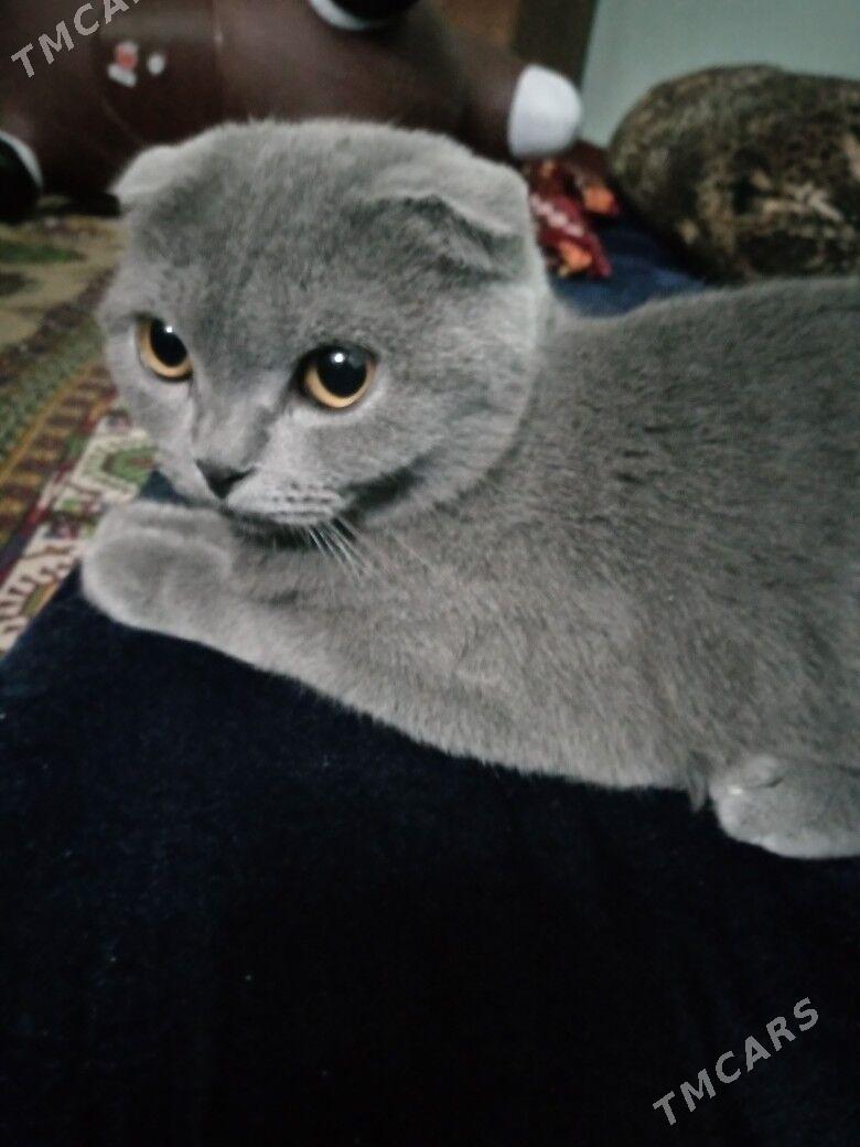 шотландская кошка оригинал - Görogly (Tagta) - img 1