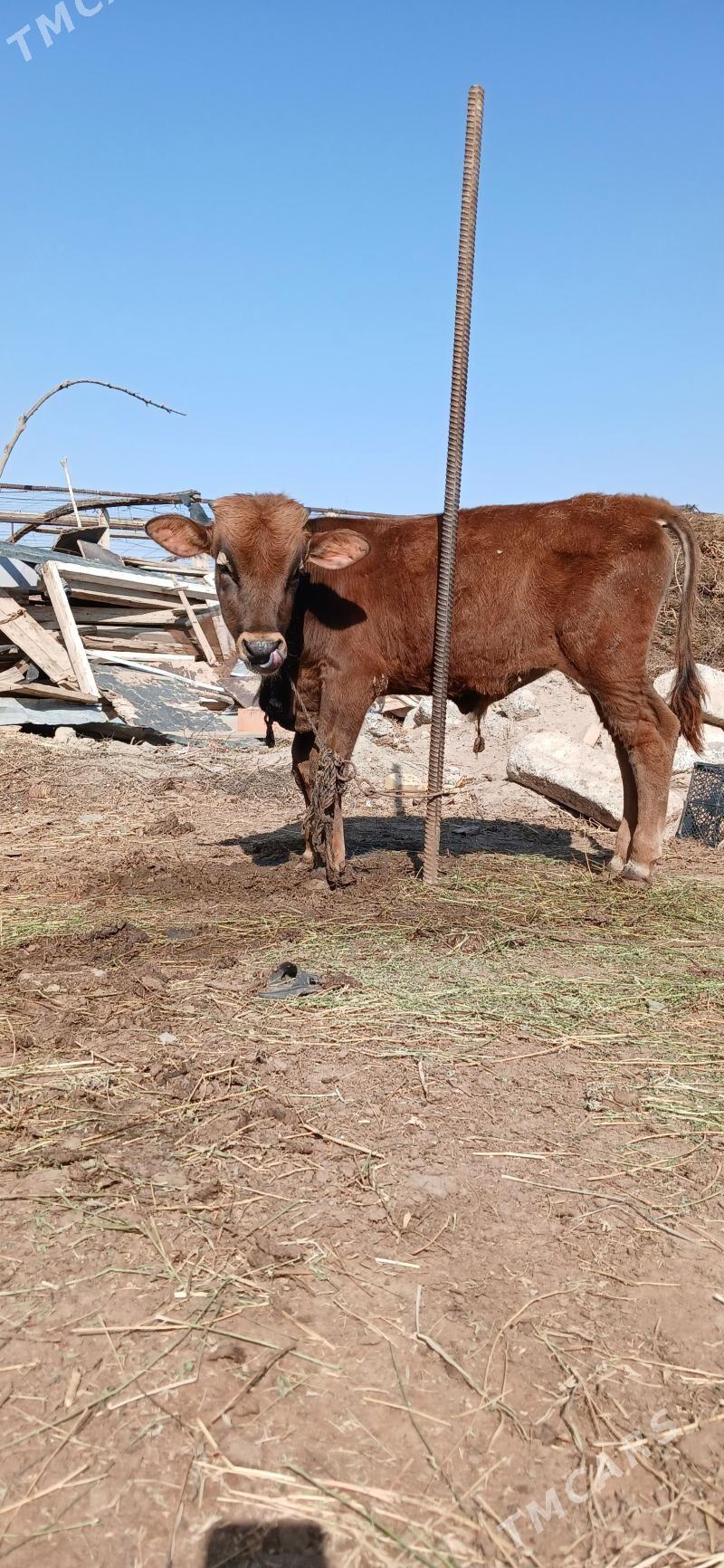 okuz - Гёкдепе - img 1