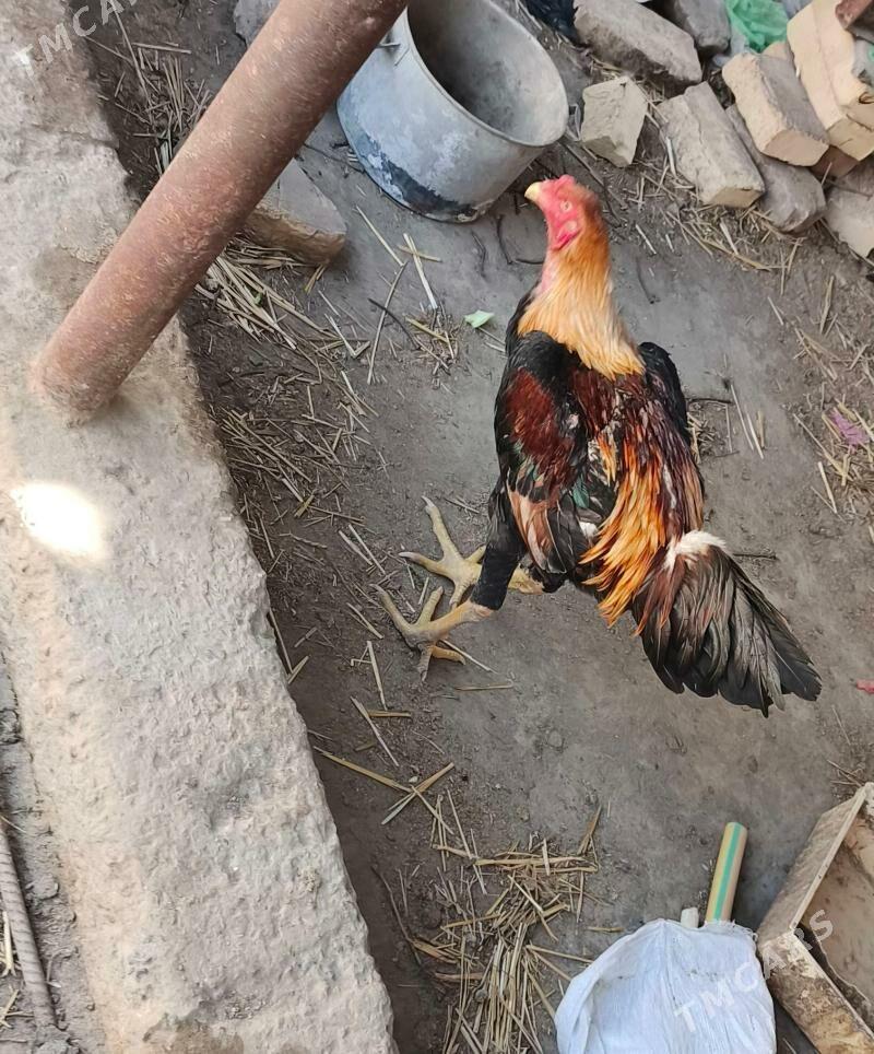 Baysow juje - Türkmenabat - img 1