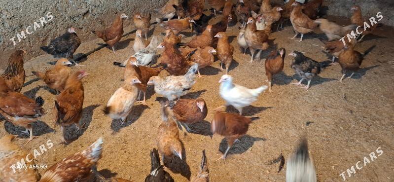 towuk juyje 5aylyk - Çoganly - img 1