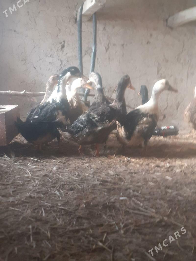 gak gak ördek - Мургап - img 1