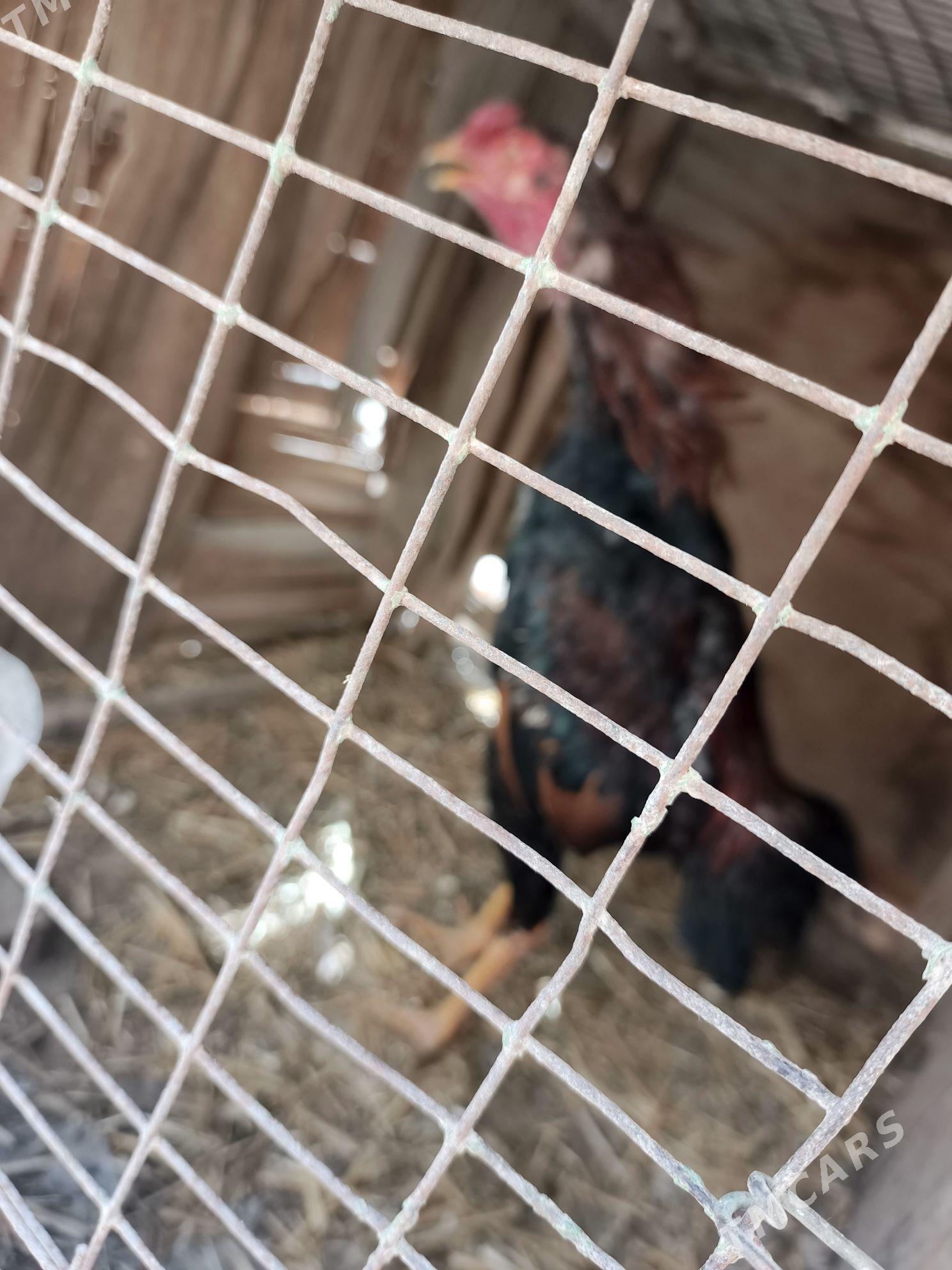 juje - Туркменабат - img 1