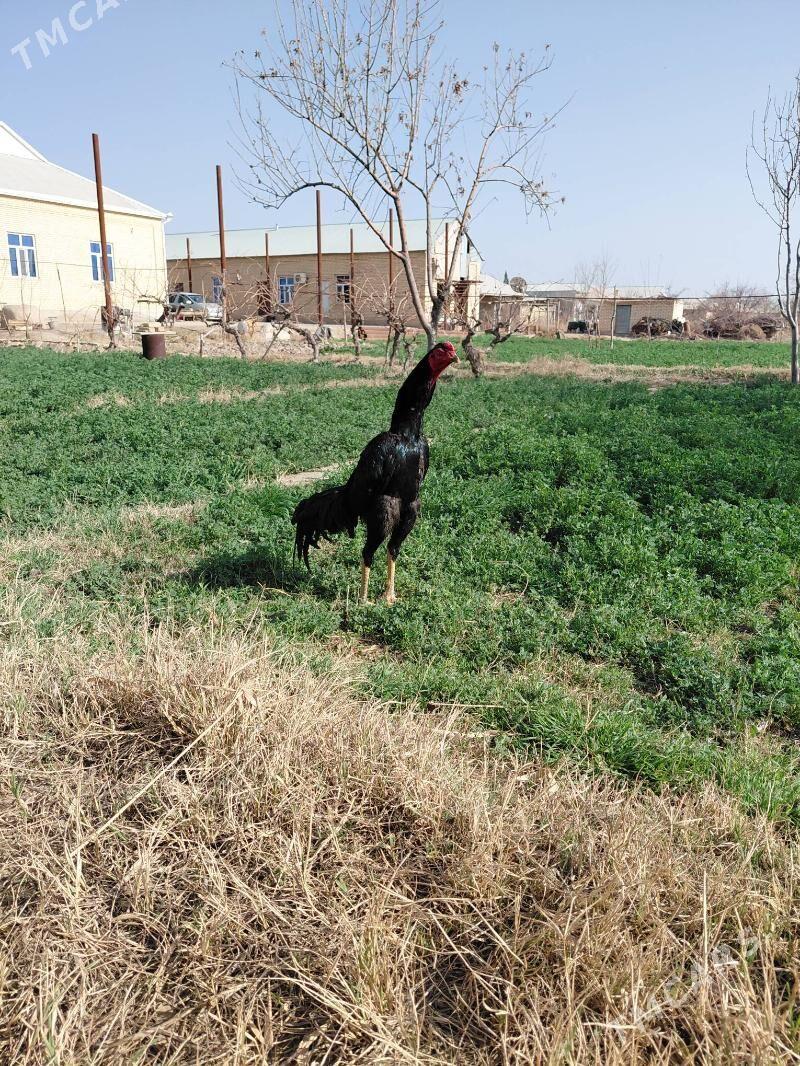 Horaz - Mary - img 1