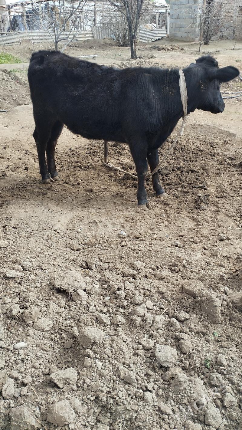 tuwe - Багир - img 1