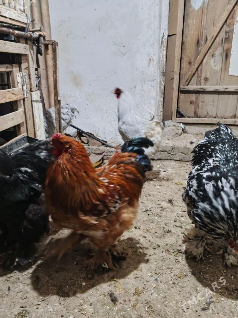 brama horaz - Daşoguz - img 1