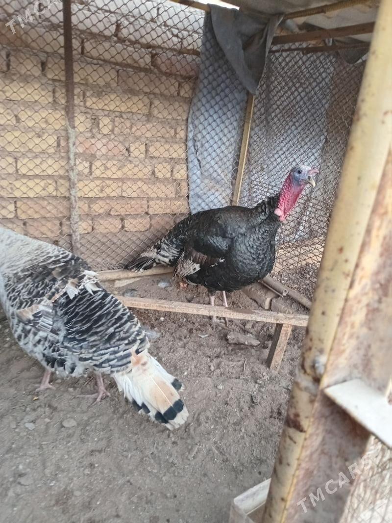 индюк, - Farap - img 1