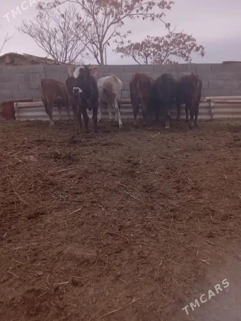 Tuwe - Бахарден - img 1