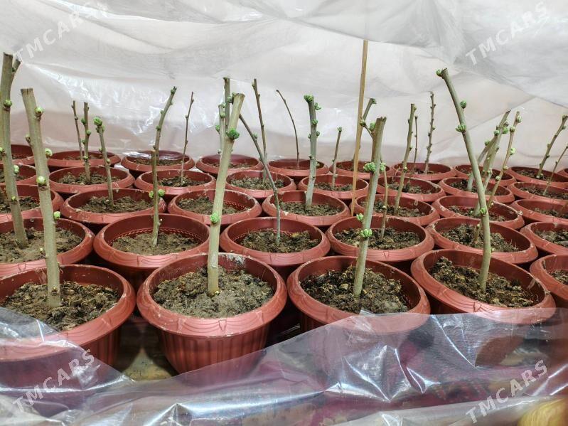 şa tut ÿaponskiÿ - Garadamak Şor - img 1