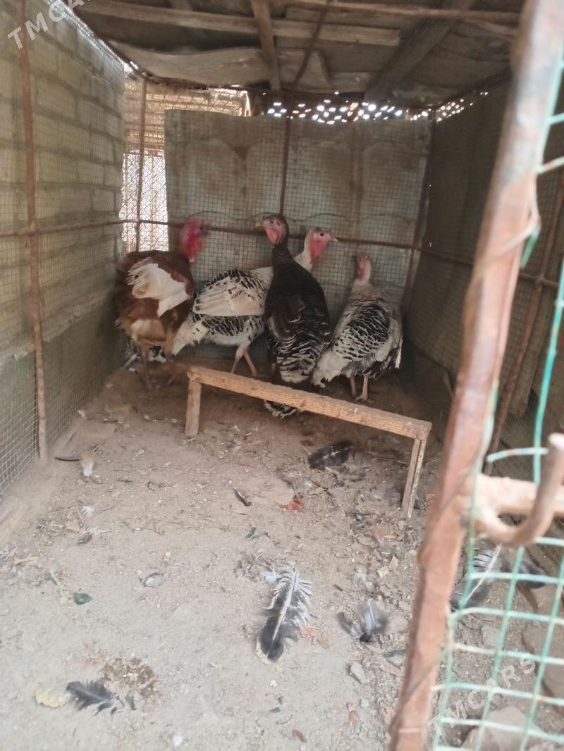 индюк - Фарап - img 1