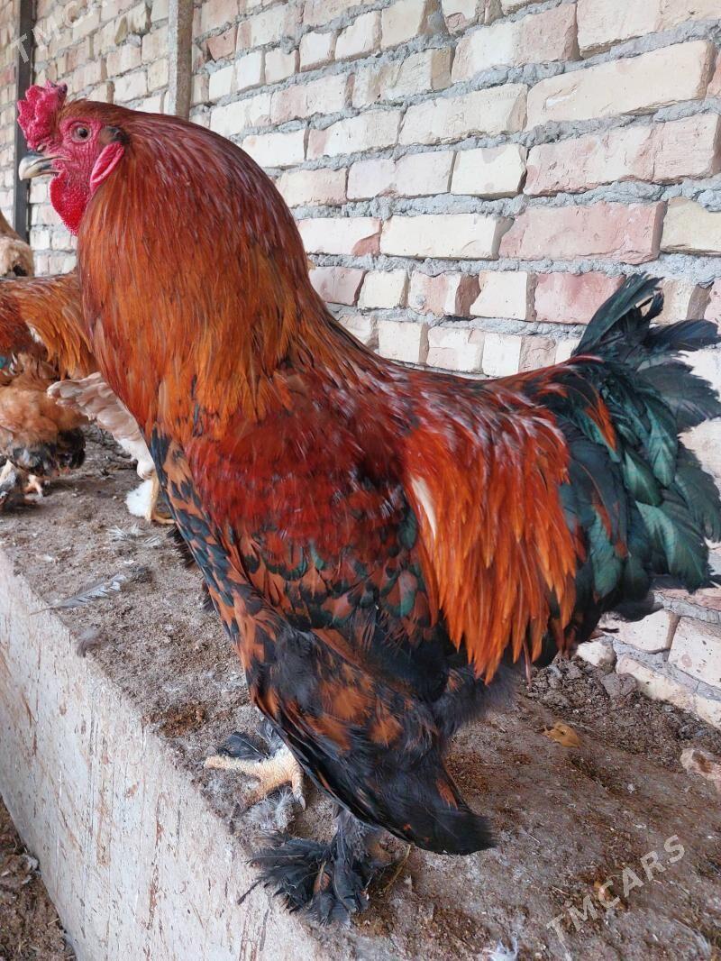 ýumurta brama - Türkmenabat - img 1