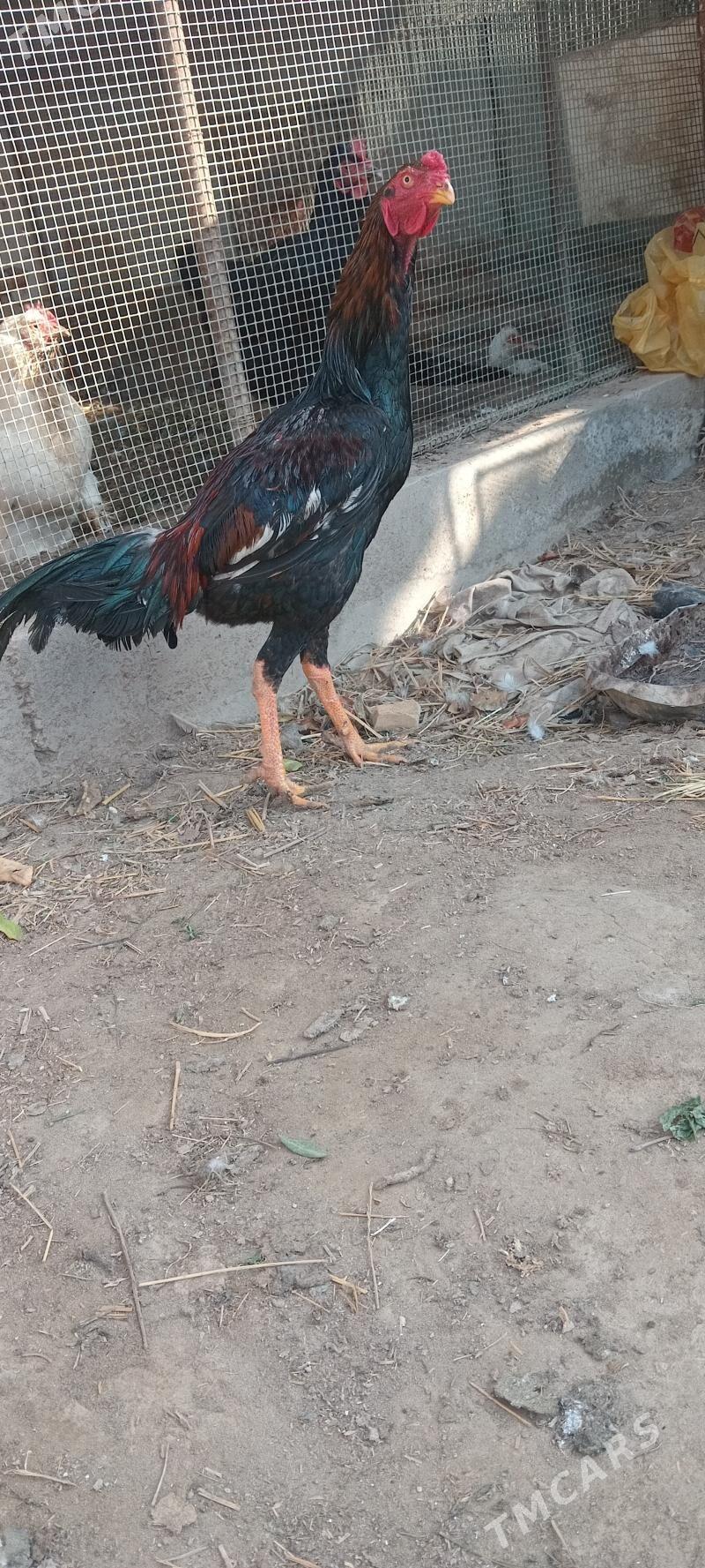 7 айлык жуже байтсовы - Farap - img 1