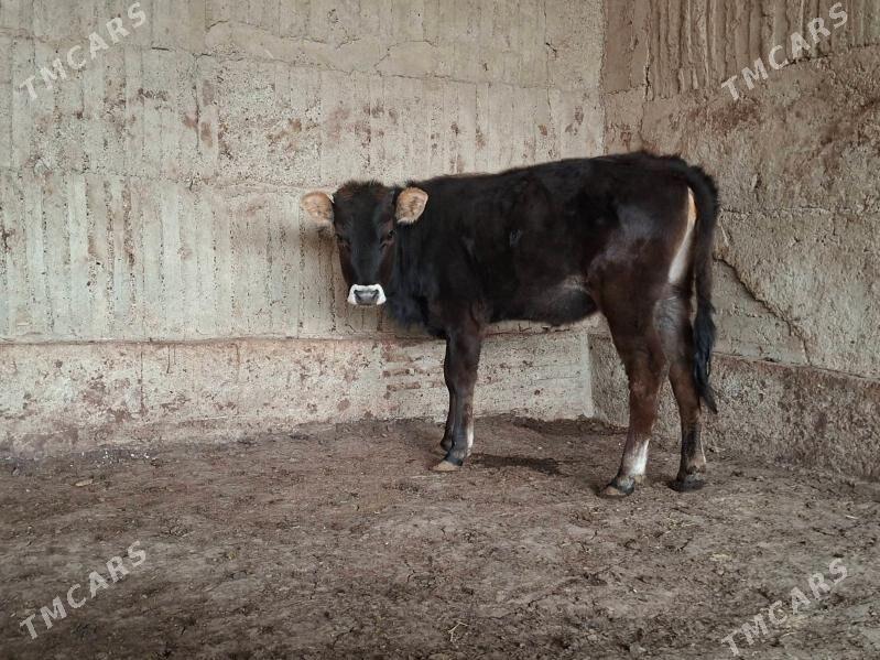 tuwe - Гёкдепе - img 1