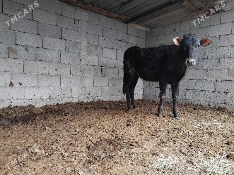 Tuwe - Ашхабад - img 1