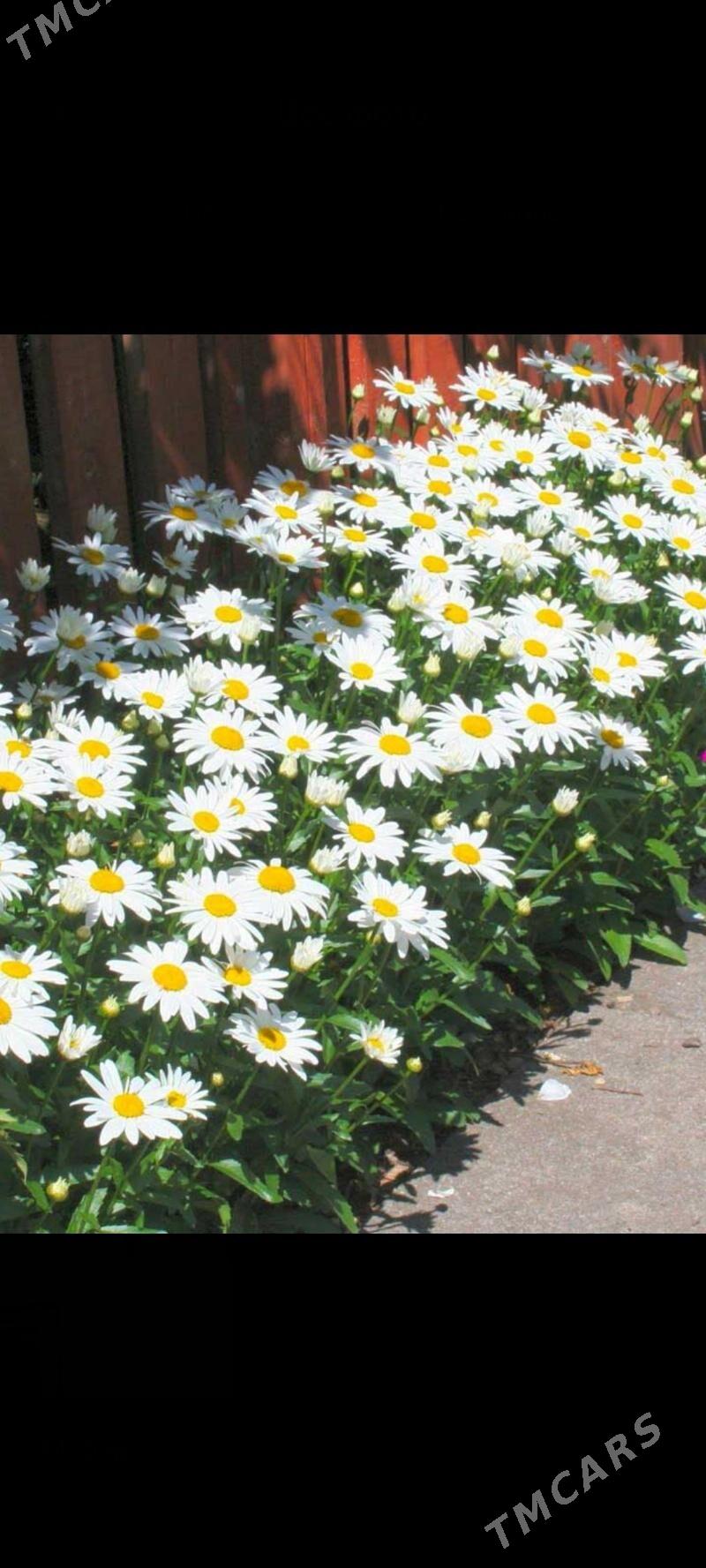 uly ak ramaşkañ nahaly gül - Mary - img 1