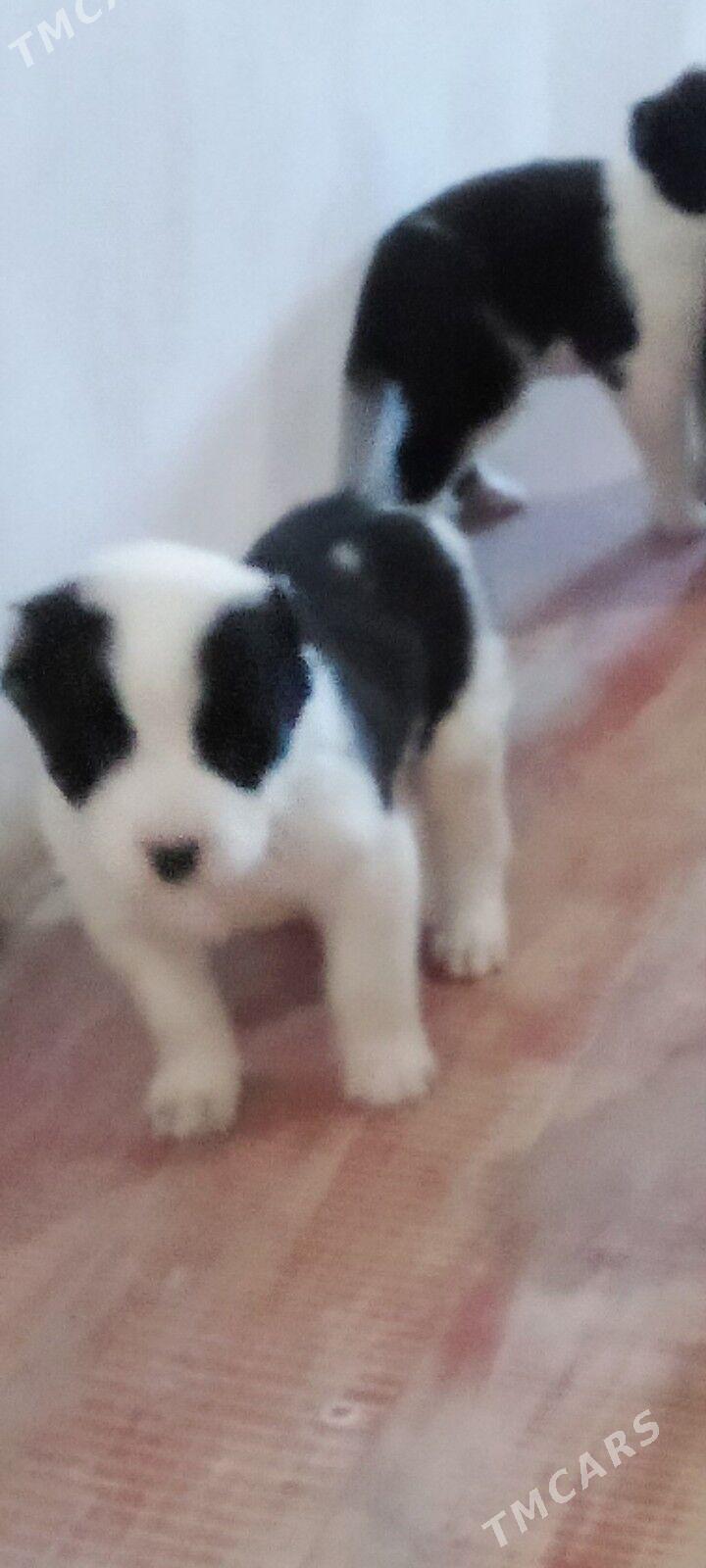 tm gujuk - Дашогуз - img 1