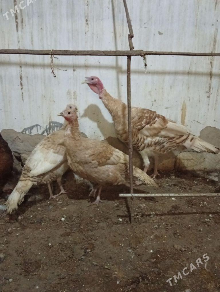 İnduklar - Gyzylarbat - img 1