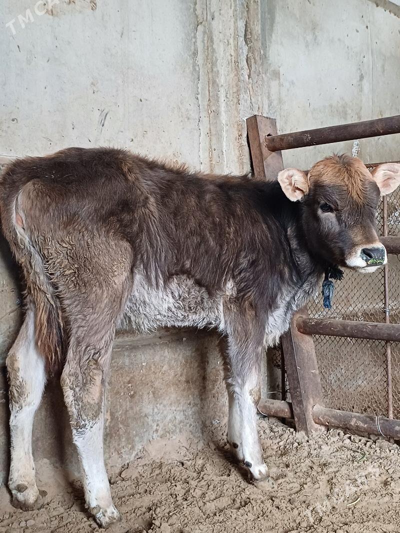 Swes tuwe - Büzmeýin - img 1