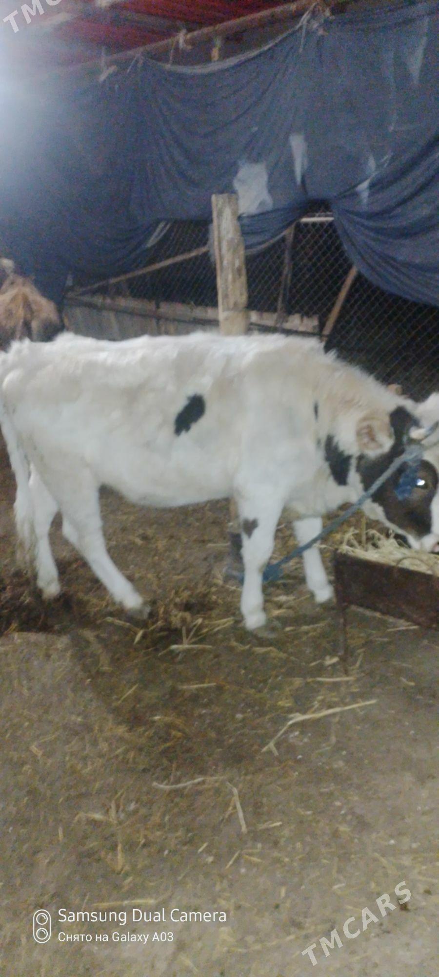 tuwe sygyr - Gökdepe - img 1