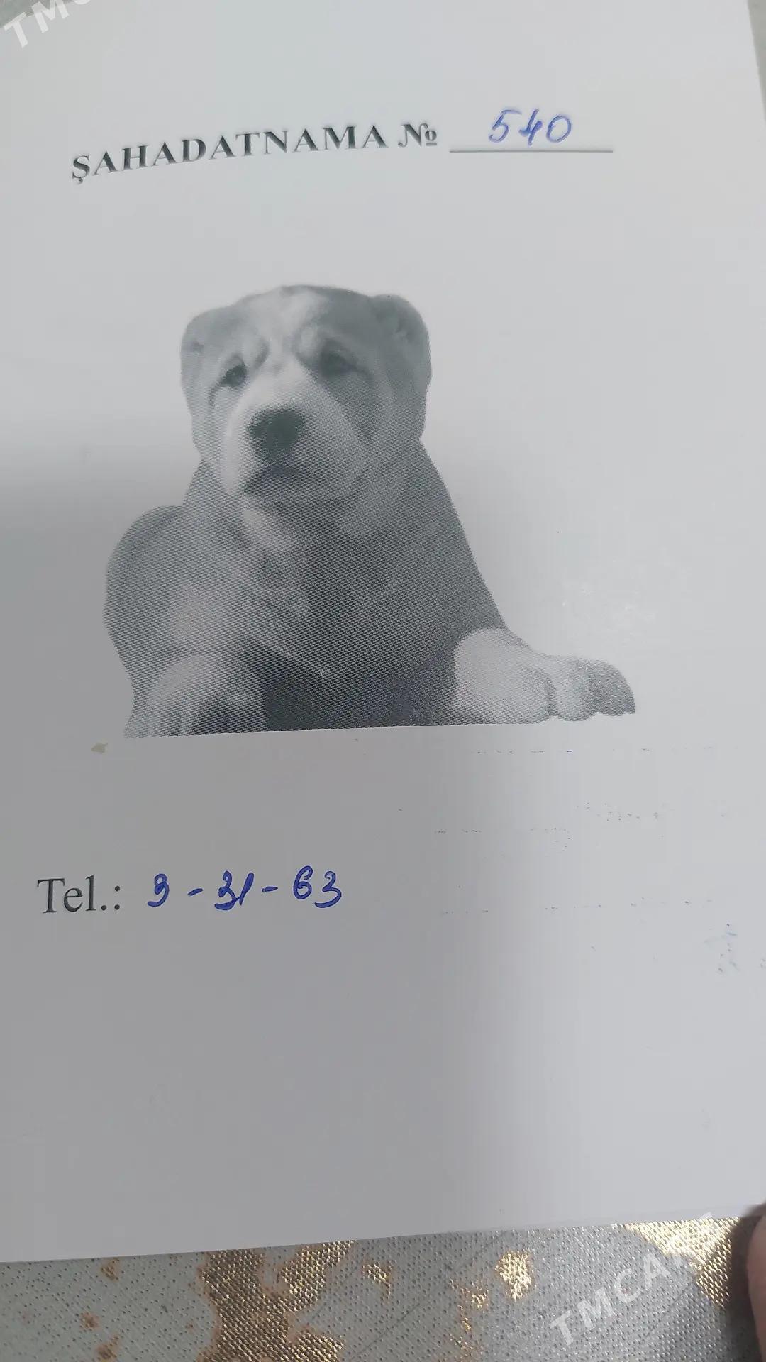 Pidbul - Туркменабат - img 1