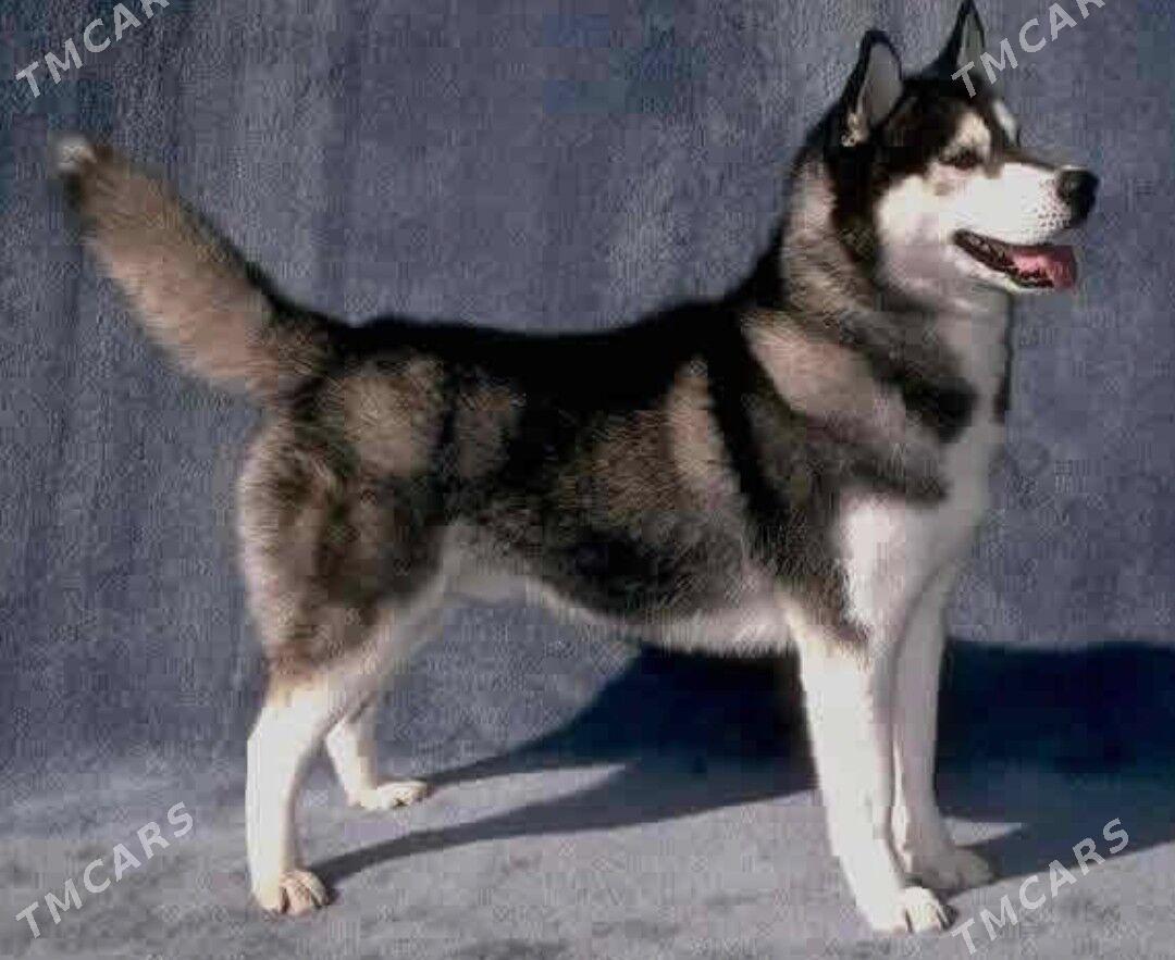 Sibiriski haski - Сейди - img 1