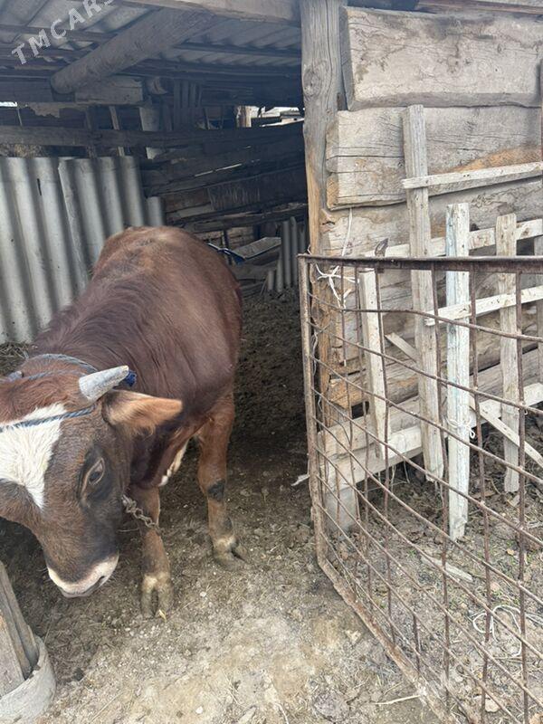 öküz - Гёкдепе - img 1