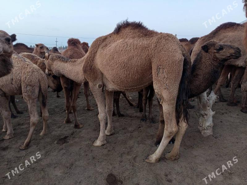 ak maya - Сакарчага - img 1