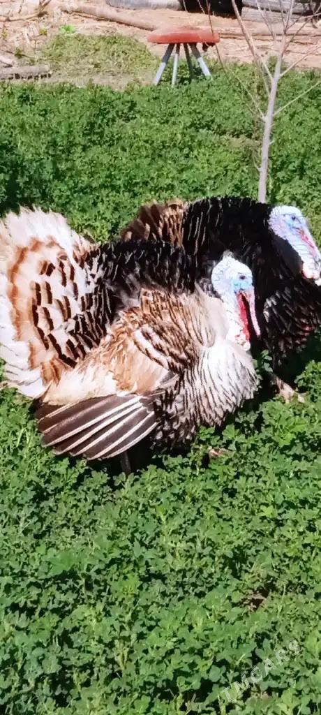 erkek induk - Wekilbazar - img 1